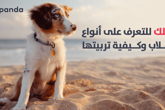 أنواع الكلاب وتربيتها من متجر باندا