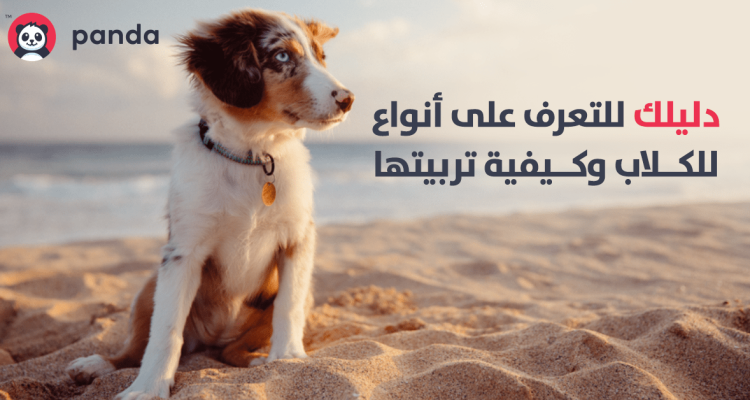 أنواع الكلاب وتربيتها من متجر باندا